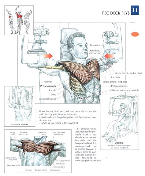 Related online courses on physioplus. The anatomy of lifting (lots of pics) - Bodybuilding.com Forums | Health and Exercise, Anatomy ...
