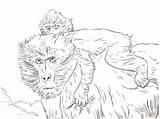Baboon Coloring Baby Mother Drawing Baboons Skip Main Categories sketch template