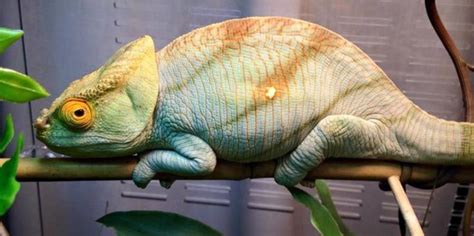 Parsons Chameleon Native To Madagascar Its The Largest Of The