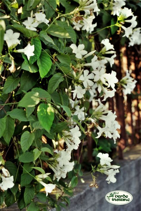 Ecco una lista di fiori bianchi da regalare in caso di necessità: Fiori Bianchi Profumati Rampicanti