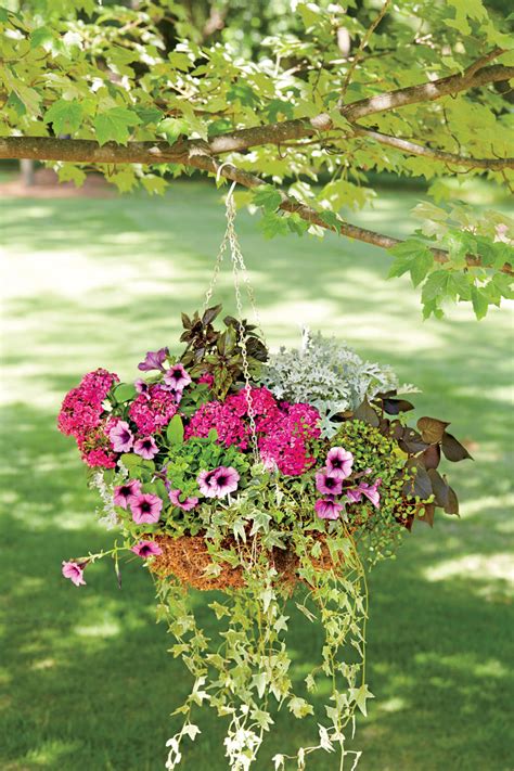 Hanging baskets are excellent for adding colour and texture to entrance ways, verandas, walls and pergolas. Hanging Garden Baskets - Southern Living