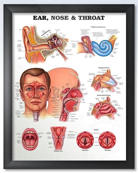 Ear Nose And Throat Chart 20x26 Throat Anatomy Middle Ear Human