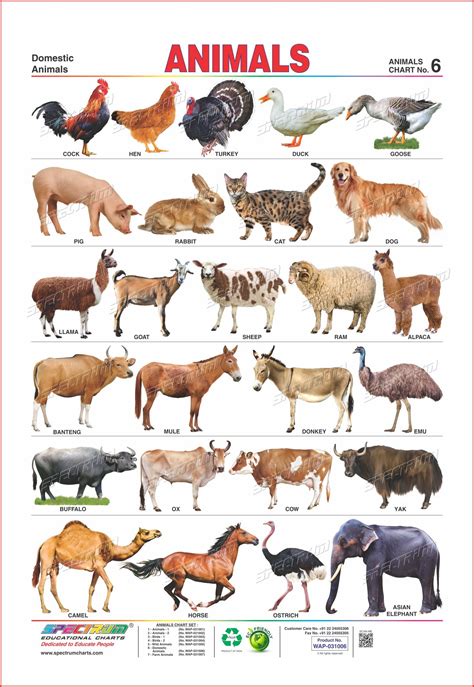 Pet Animals And Wild Animals Chart Pets Gallery