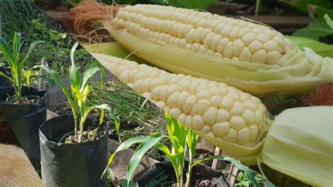Growing Waxy White Heirloom Corn In Containers Or Polybags With Full