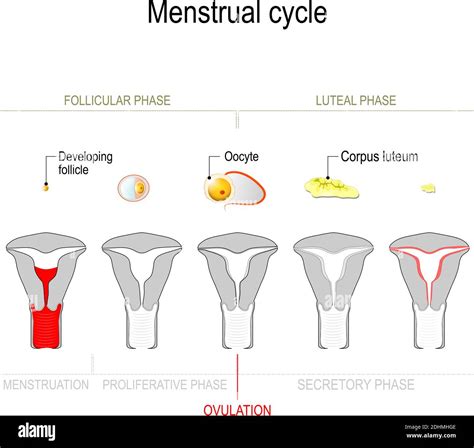 Menstrual Cycle Ovarian Cycle Follicular Phase And Luteal Phase Uterine Cycle Secretory