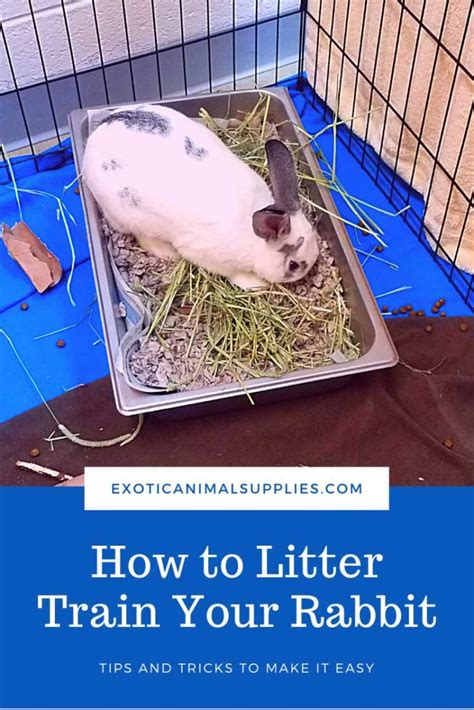 Best Rabbit Litter And Bunny Litter Boxes Exotic Animal Supplies