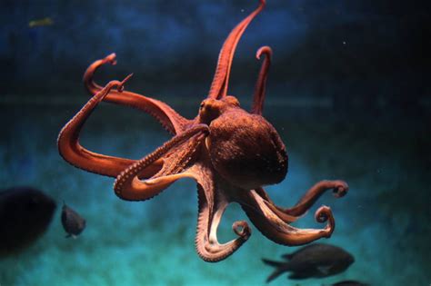 Octopuses Sometimes Punch Fish Out Of Spite Scientists Discover Gv