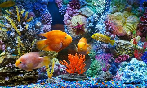 Fish Aquarium Wallpaper Hd Desktop Wallpapers 4k Hd Images