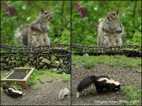 Photography By Ginny May 18 2011 Fox Crow Squirrels Skunk