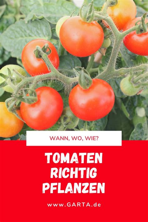 Tomaten richtig pflanzen | Tomaten pflanzen wann, Tomaten pflanzen