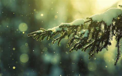 Winter Pine Trees Wallpapers Top Free Winter Pine Trees Backgrounds