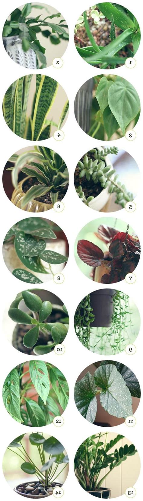 Identify House Plants Leaves Photos