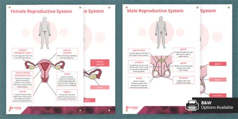 Human Reproductive System Display Posters Beyond