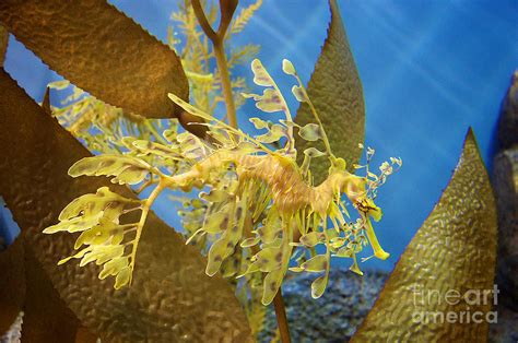 Beautiful Leafy Sea Dragon Photograph By Brooke Roby Fine Art America