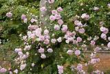 Photos of Highly Fragrant Climbing Roses