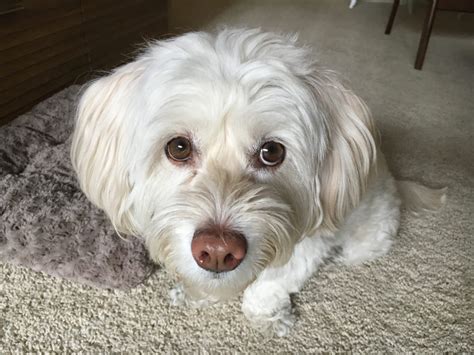 Teaching A Havanese Dog In La To Focus To Help Reduce Her Anxiety Dog
