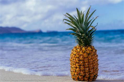 Hawaiis Famous Pineapples Bobo And Chichi