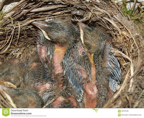 Young Blackbirds In The Nest Stock Image Image Of Bird Born 93722795