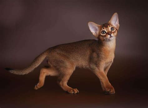 28 Hq Pictures Abyssinian Cat Price South Africa Abyssinian Cat Breed