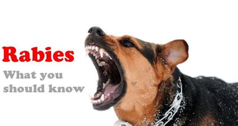 How to identify its symptoms? Your most common questions about rabies answered (Expert ...