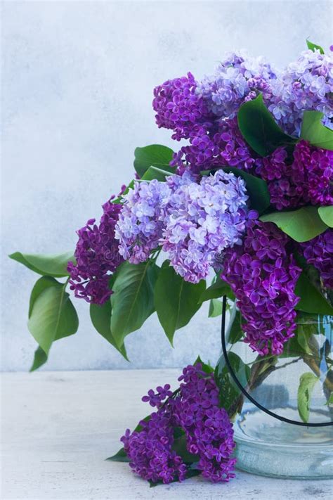 Fresh Lilac Flowers On Table Stock Photo Image Of Flower Natural