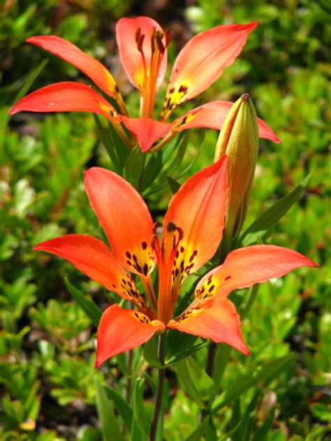 Enjoy The Wild Flowers This Canada Day Weekend