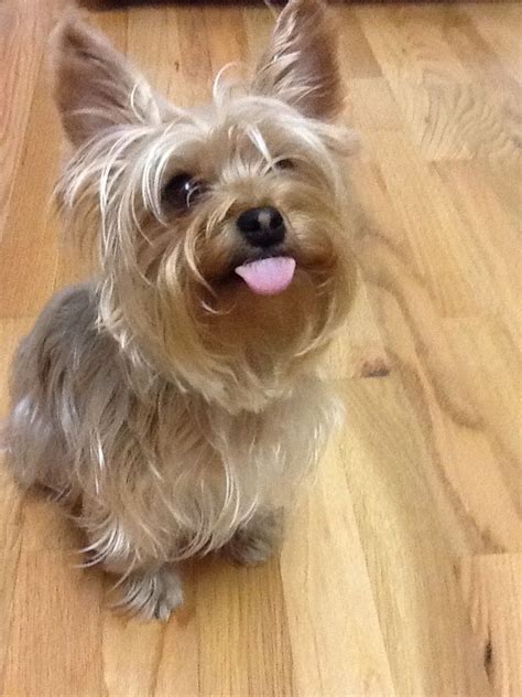 Pin By Carol Oconnell On Yorkie Love ️ Yorkshire Terrier Puppies