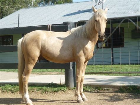 Stb Lachian Heritage Australian Brumby For Adoption Brumby Horse Known