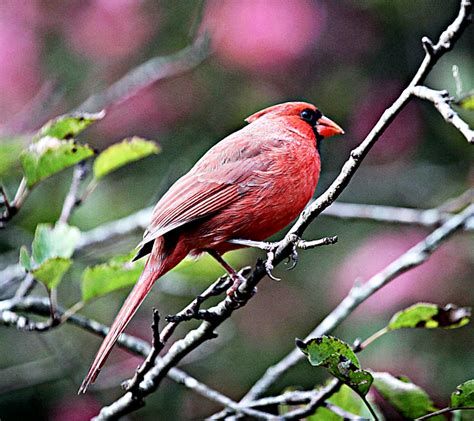 11 Backyard Birds Of Western North Carolina Owlcation