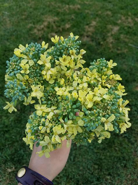 I Waited Too Long To Cut My Broccoli And It Started To Bloom R