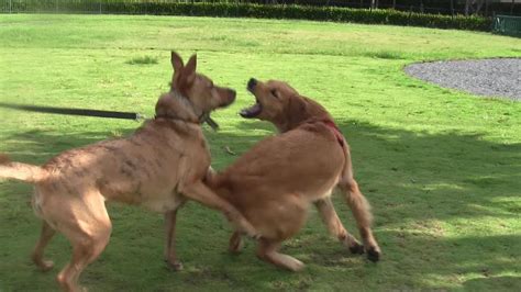 57 Hq Photos Canine Aggression Signs Aggressive Dog Body Language