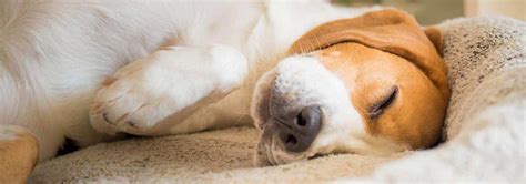 25 Dog Health Answers About Twitching Seizures And Spasm 2024