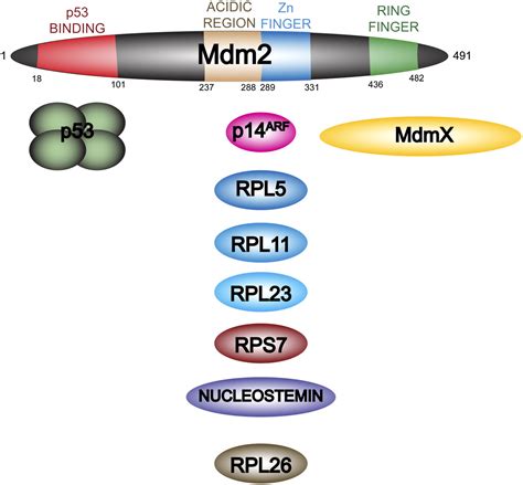 The Mdm2p53 Relationship Evolves Mdm2 Swings Both Ways As An Oncogene