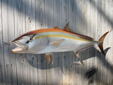 37 Inch Amberjack Fish Mount Replica Reproduction For Sale