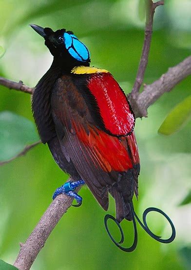 A Collection Of Interesting Stuff Most Beautiful And Rarest Birds In