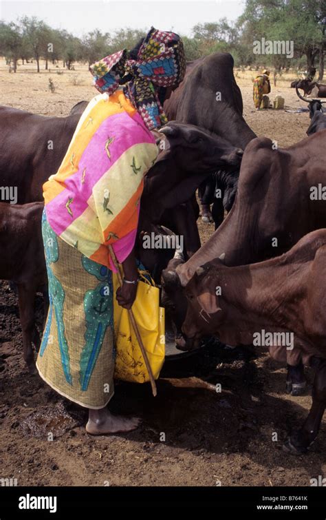 Akadaney Niger West Africa Fulani Woman Watering Livestock With