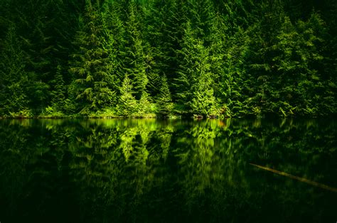 Wallpaper Nature Trees Water Lake Sea Shoreline Forest