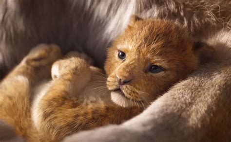 Le Roi Lion 2019 Streaming Vf