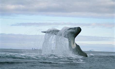 Bowhead Whale Species Wwf