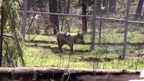Mexican Grey Wolf Habitation In Arizona Youtube