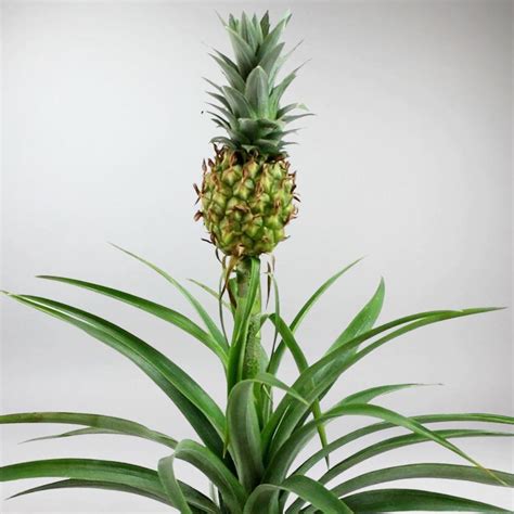 Pineapple Plant Tropical Beauty Bloombox Club