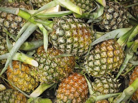 Nutrition Of A Whole Pineapple Livestrongcom