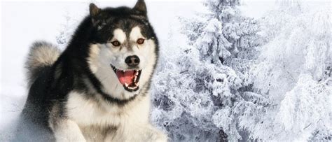 Siberian Husky Temperament With Children Howling