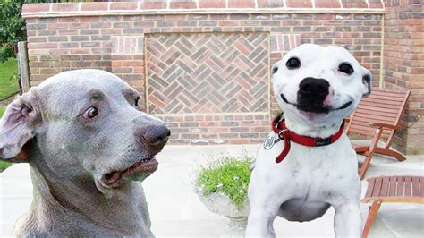 18 Popular Concept Pictures Of Dogs Making Funny Faces