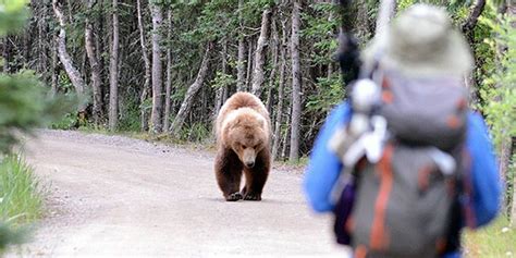 Bear Attacks Us National Park Service