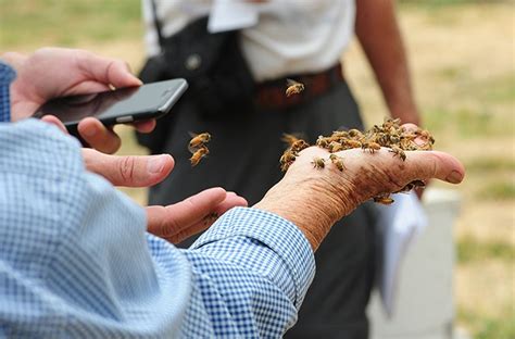 Handing Over The Bees Bug Squad Anr Blogs