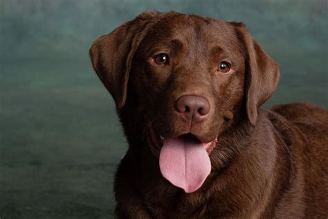 Portrait Of A Chocolate Labrador Dog Photograph By Animal Images