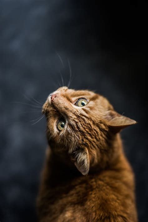 Selective Focus Photography Of Cat · Free Stock Photo