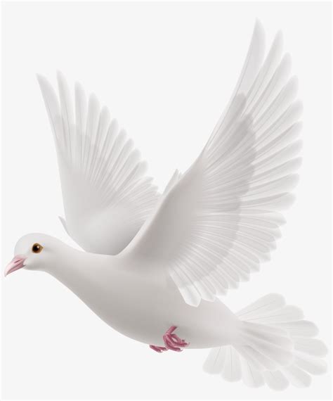 White Dove Png Clipart Pigeon Communication Transparent Png