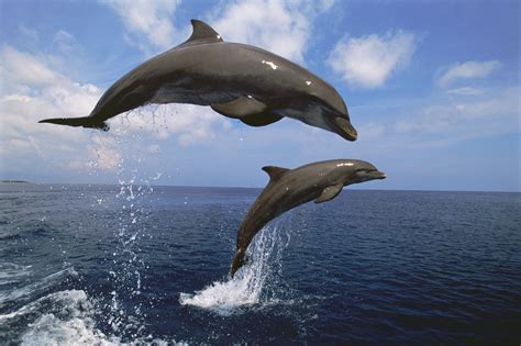 Bottlenose Dolphin Facts Behavior Senses Diet